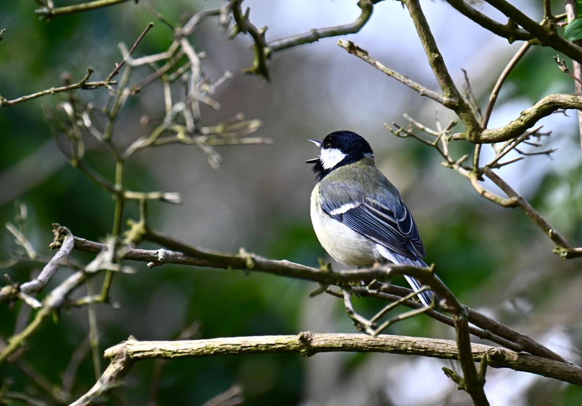 2026-04-05 3 Great Tit